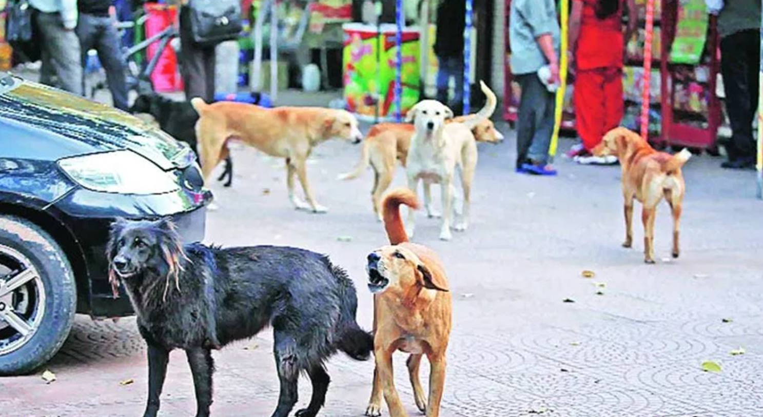 Vì sao chó bỗng trở thành mối nguy hại mới tại Ấn Độ? - Ảnh 3.