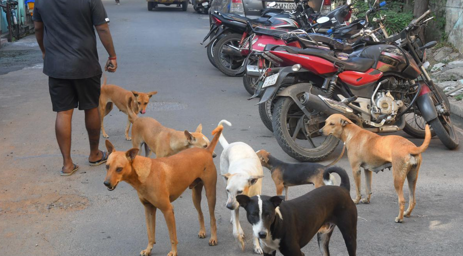 Vì sao chó bỗng trở thành mối nguy hại mới tại Ấn Độ? - Ảnh 2.