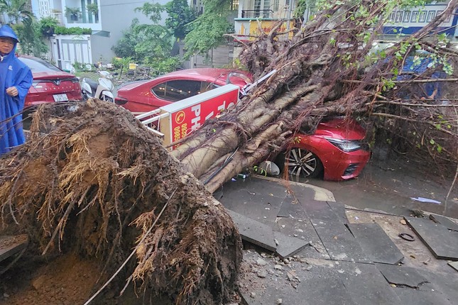 Cây si cao hơn 20m bật gốc, đè bẹp ô tô trong cơn mưa ở TPHCM - Ảnh 1.