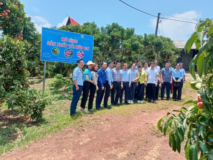 Rộ mốt mua cả cây vải thiều giá chục triệu đồng, ăn cho đỡ 'nghiện' - Ảnh 3. Rộ mốt mua cả cây vải thiều giá chục triệu đồng, ăn cho đỡ 'nghiện' - Ảnh 3.