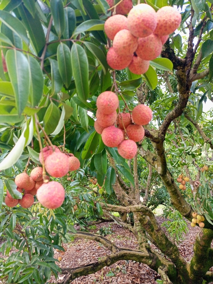 Rộ mốt mua cả cây vải thiều giá chục triệu đồng, ăn cho đỡ 'nghiện' - Ảnh 2. Rộ mốt mua cả cây vải thiều giá chục triệu đồng, ăn cho đỡ 'nghiện' - Ảnh 2.