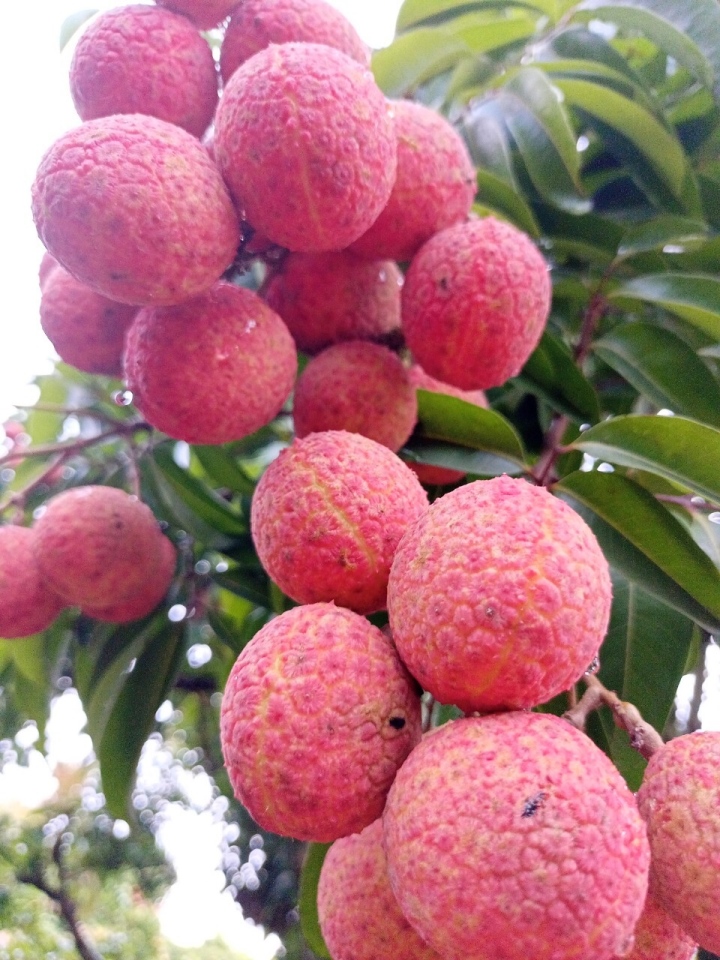 Rộ mốt mua cả cây vải thiều giá chục triệu đồng, ăn cho đỡ 'nghiện' - Ảnh 1. Rộ mốt mua cả cây vải thiều giá chục triệu đồng, ăn cho đỡ 'nghiện' - Ảnh 1.