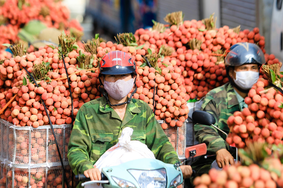 Lịch sử quả vải thiều: Từ tên gọi mỹ miều gánh án oan đẫm máu đến họa tiết được khắc lên Cửu đỉnh trong Đại nội Huế - Ảnh 1.