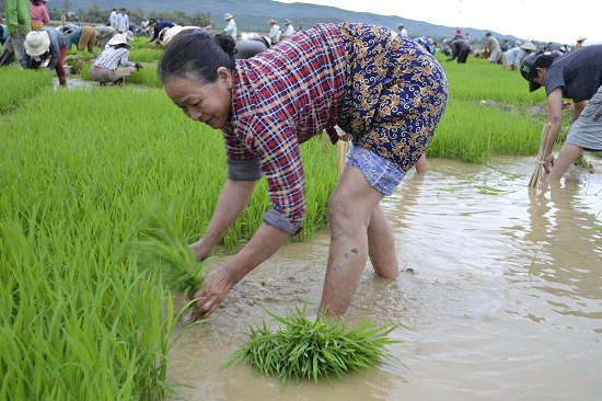 Câu đố: Đập đập, trói trói/ Bỏ đói một ngày/ Hôm sau đi đày/ Đặt cho tên khác - Là gì? - Ảnh 1.