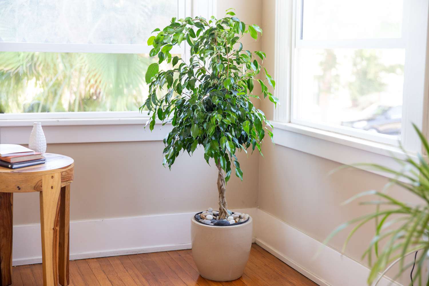 5 loại cây xanh nên trồng trong nhà nếu muốn có không gian mát mẻ giữa những ngày hè - Ảnh 1.