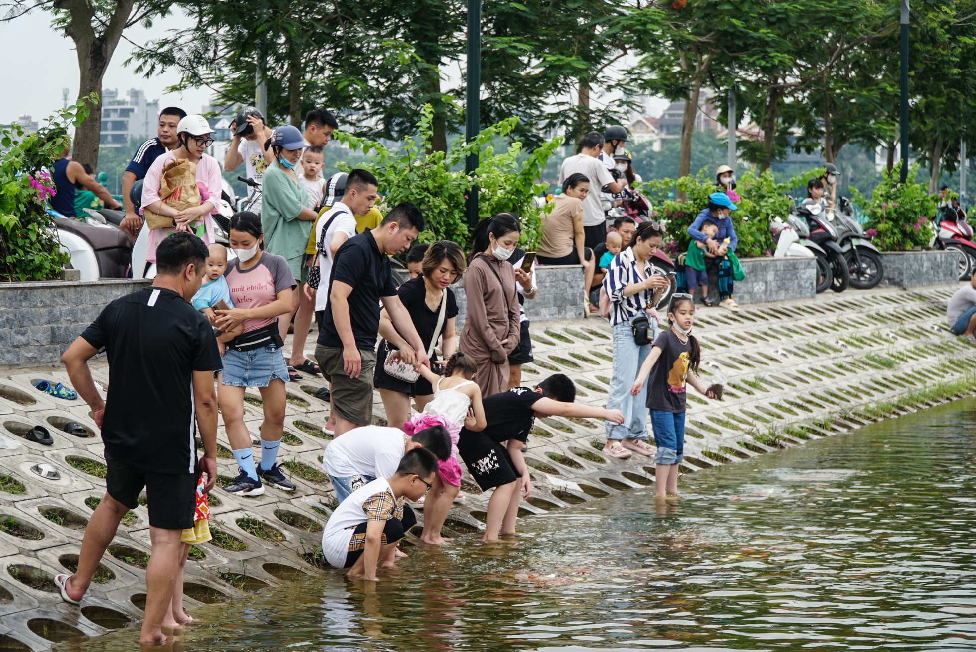 Ngất ngây sắc màu của vạn con cá Koi khi đến hồ Tây - Ảnh 4.