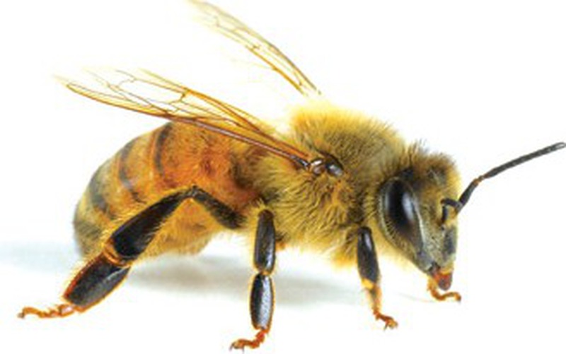 Bé 8 tuổi nguy kịch do bị ong nghệ đốt gần 20 nốt - Ảnh 1.