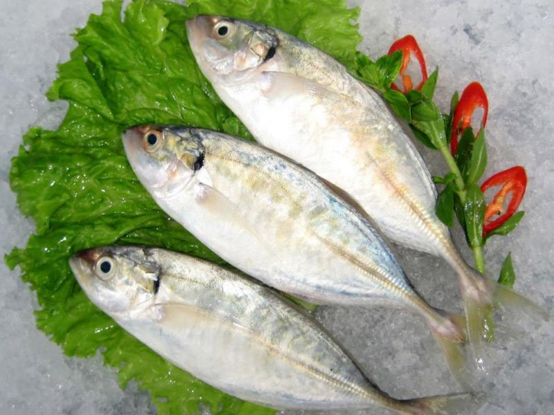 Câu đố: Cá gì nghe tên đã thấy bất hiếu? Nghe đáp án mà ngỡ ngàng - Ảnh 1. Câu đố: Cá gì nghe tên đã thấy bất hiếu? Nghe đáp án mà ngỡ ngàng - Ảnh 1.