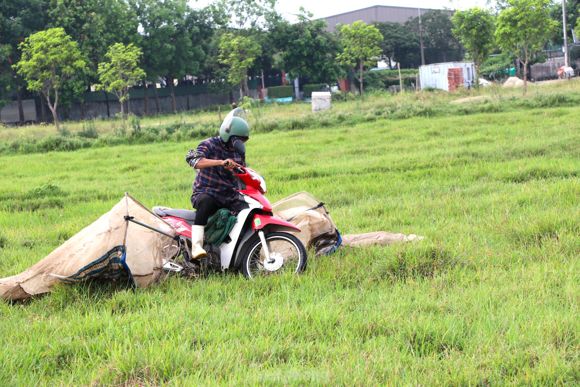 Vượt hơn 80km để săn châu chấu, nông dân Nghệ An kiếm tiền triệu mỗi ngày - Ảnh 4.