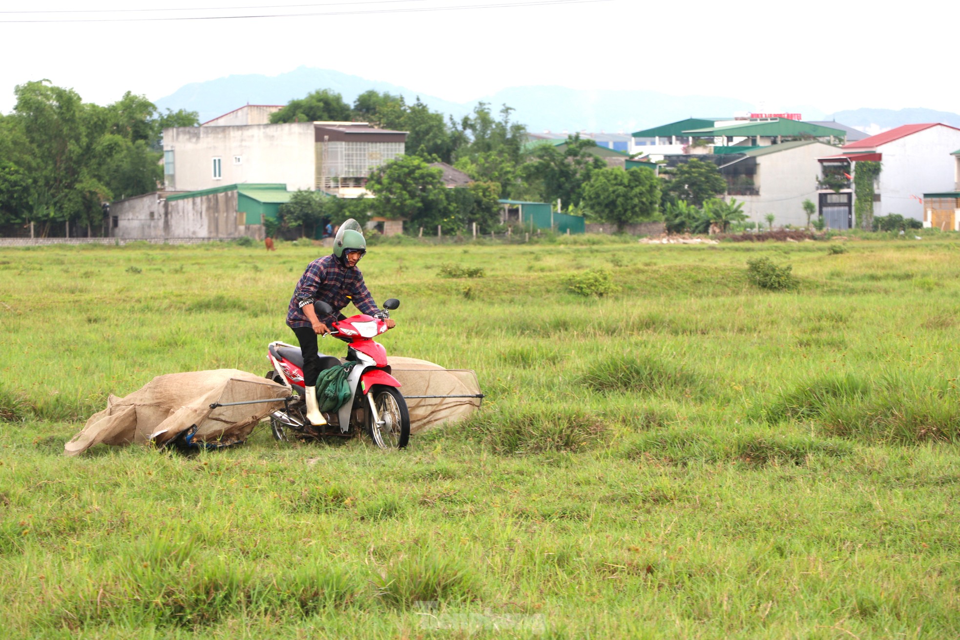 Vượt hơn 80km để săn châu chấu, nông dân Nghệ An kiếm tiền triệu mỗi ngày - Ảnh 2.