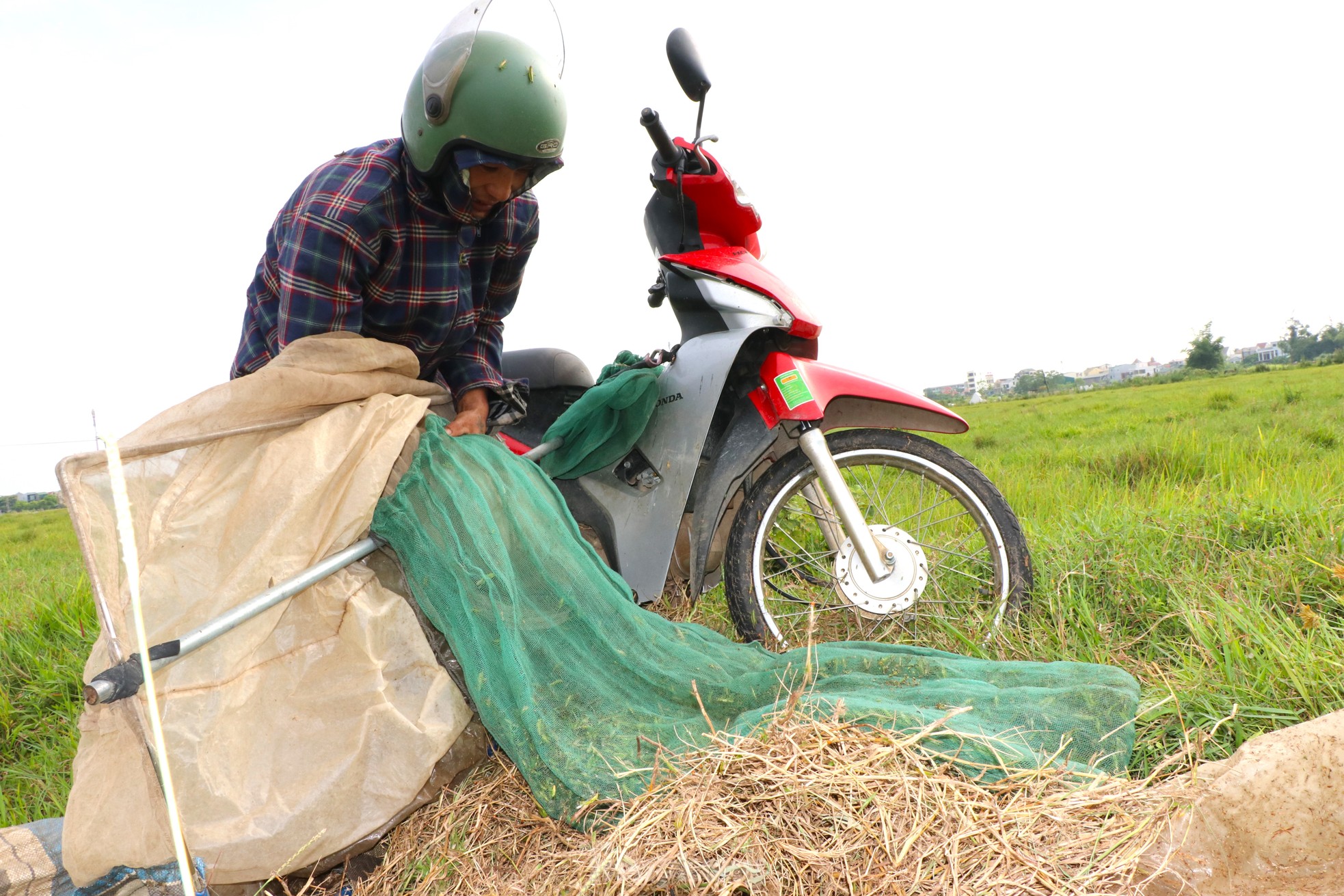 Vượt hơn 80km để săn châu chấu, nông dân Nghệ An kiếm tiền triệu mỗi ngày - Ảnh 7.