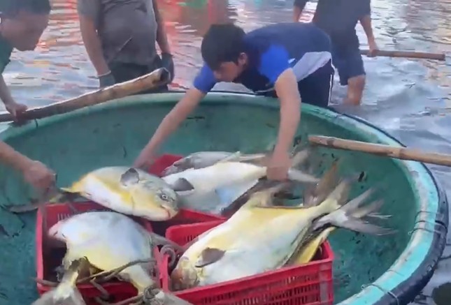 Ngư dân Hà Tĩnh trúng 3 tấn cá chim vàng, thu hơn nửa tỷ đồng - Ảnh 1.