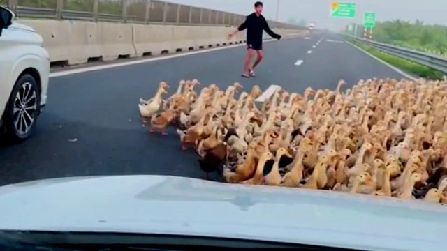 Hàng trăm con vịt đại náo cao tốc Trung Lương - Mỹ Thuận - Ảnh 2.