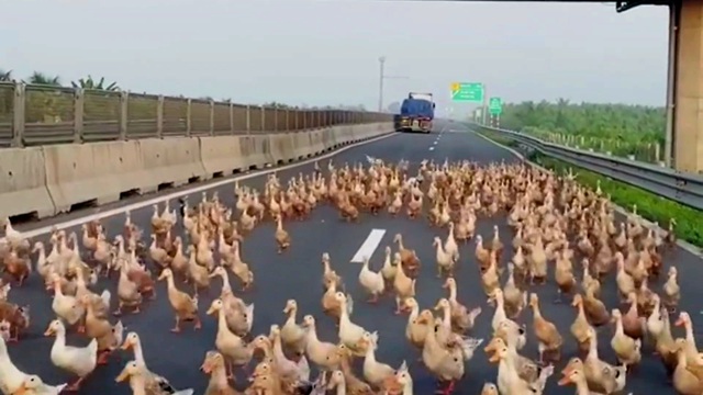 H&agrave;ng trăm con vịt đại n&aacute;o cao tốc Trung Lương - Mỹ Thuận - Ảnh 1.