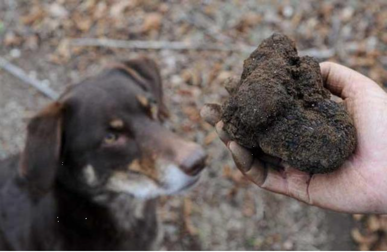 Lão nông đào được &quot;hòn đá&quot; đen xì tỏa mùi thơm, chuyên gia: 1 tỷ chỉ mua được 2 kg - Ảnh 3.