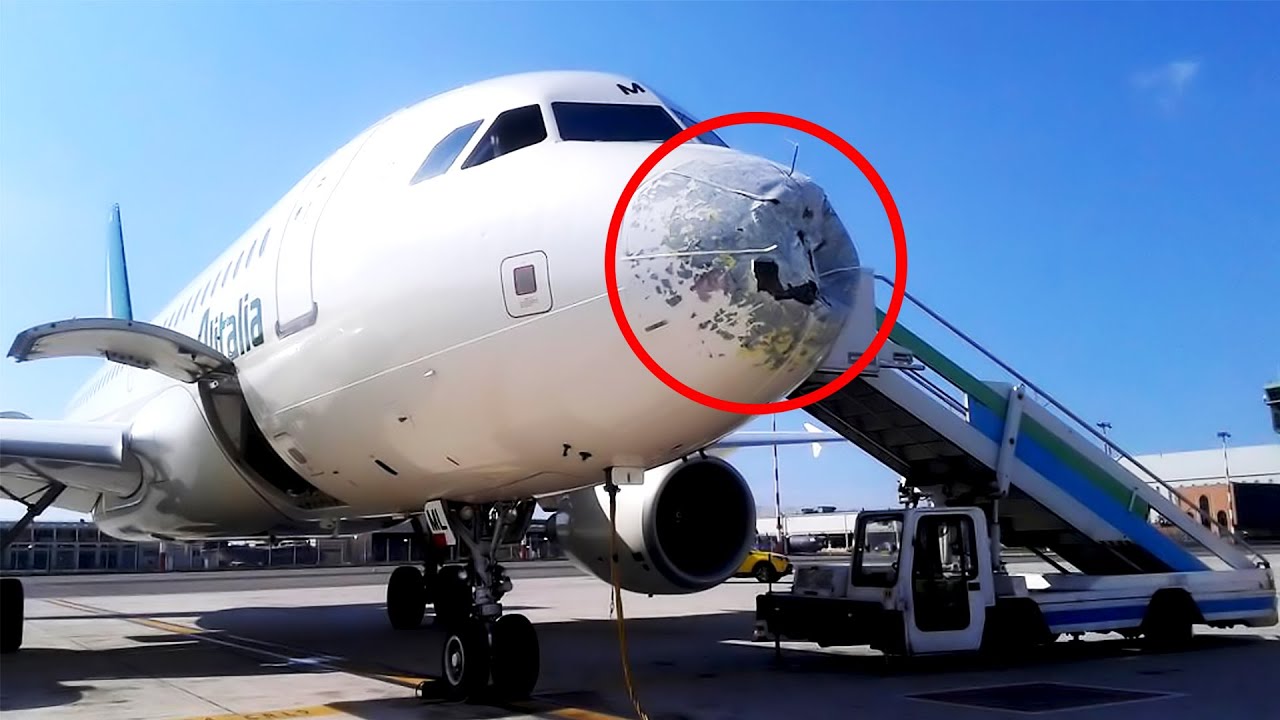 Cách đây 100 năm, người đàn ông phóng sinh 60 con chim lạ khiến nước Mỹ thiệt hại 1 tỷ đô mỗi năm - Ảnh 2. Cách đây 100 năm, người đàn ông phóng sinh 60 con chim lạ khiến nước Mỹ thiệt hại 1 tỷ đô mỗi năm - Ảnh 2.