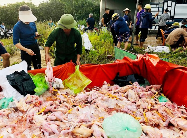 Người dân chung tay giải cứu 8.000 con gà chết ngạt - Ảnh 3.