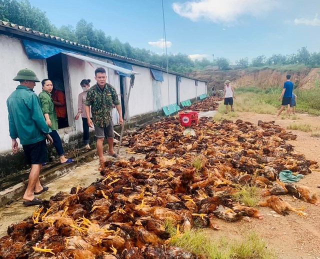 Người dân chung tay giải cứu 8.000 con gà chết ngạt - Ảnh 1.