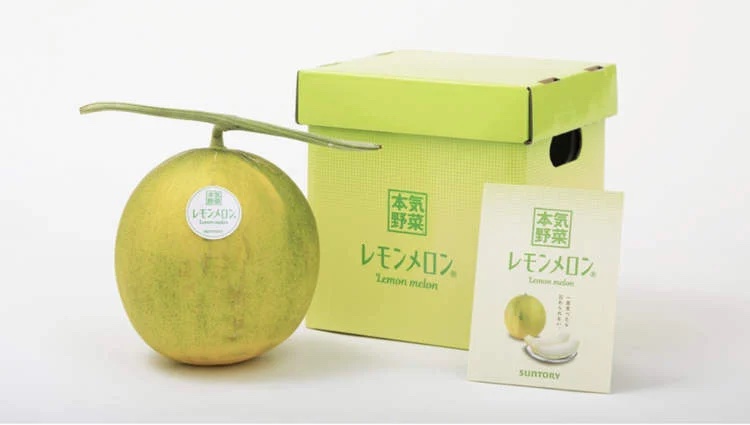 Nông dân Nhật Bản tạo ra giống dưa vàng lai chanh - Ảnh 1.