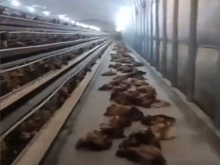 Mất điện 2 tiếng, 4.000 con gà chết thảm vì nóng - Ảnh 1.