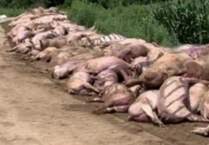 Mất điện đột ngột vào nửa đêm, gần 500 con lợn sốc nhiệt chết thảm - Ảnh 1.