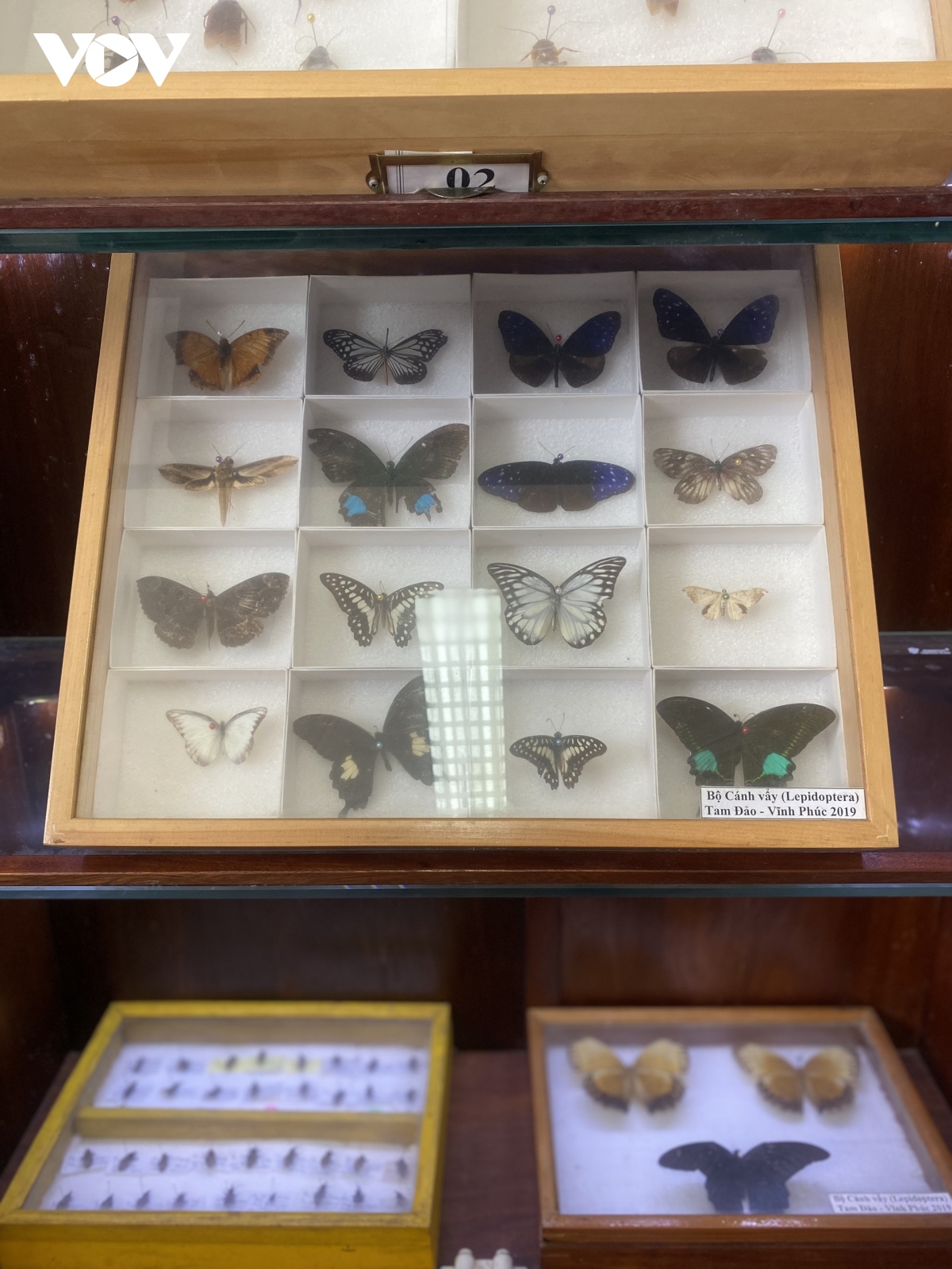 Bảo tàng côn trùng y học độc nhất ở Việt Nam - Ảnh 18.