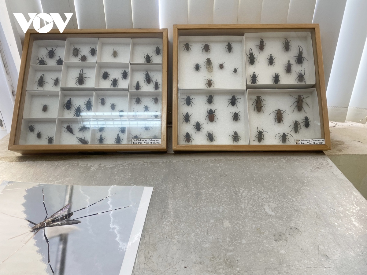 Bảo tàng côn trùng y học độc nhất ở Việt Nam - Ảnh 19.