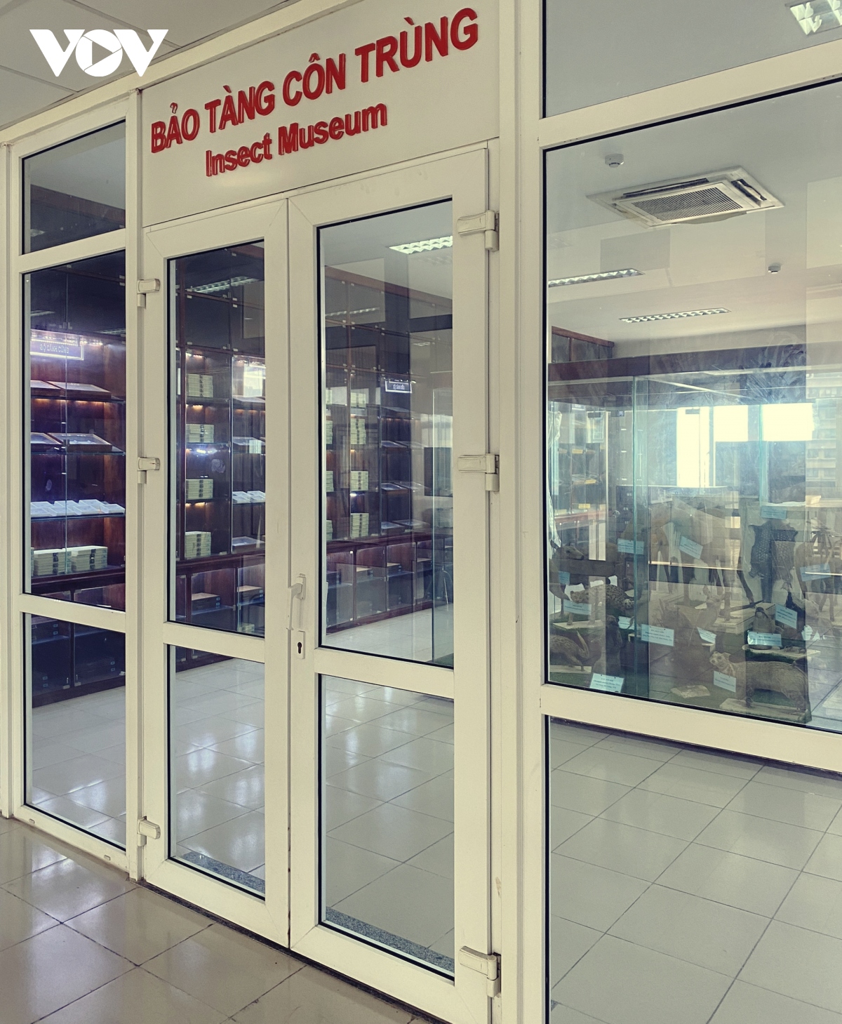 Bảo tàng côn trùng y học độc nhất ở Việt Nam - Ảnh 1.