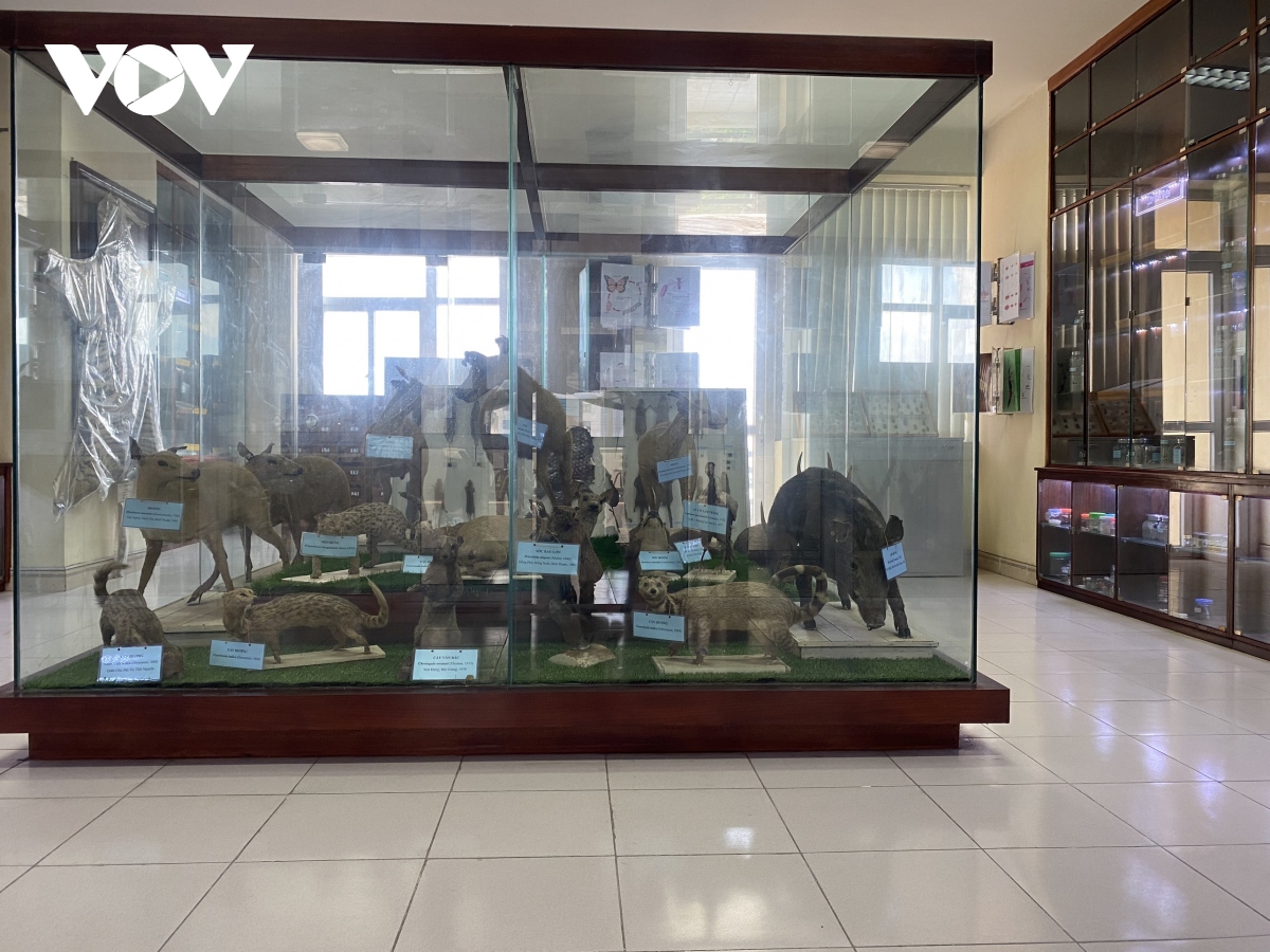 Bảo tàng côn trùng y học độc nhất ở Việt Nam - Ảnh 2.