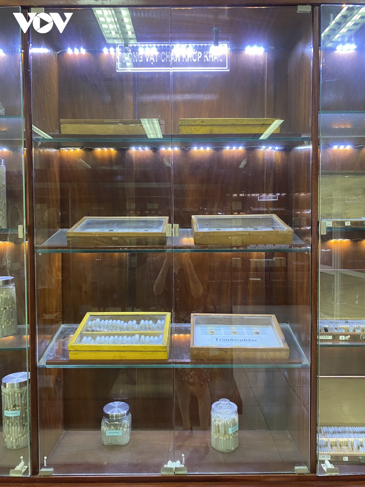 Bảo tàng côn trùng y học độc nhất ở Việt Nam - Ảnh 6.