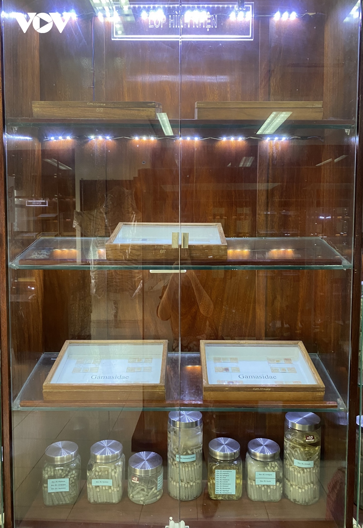 Bảo tàng côn trùng y học độc nhất ở Việt Nam - Ảnh 3.