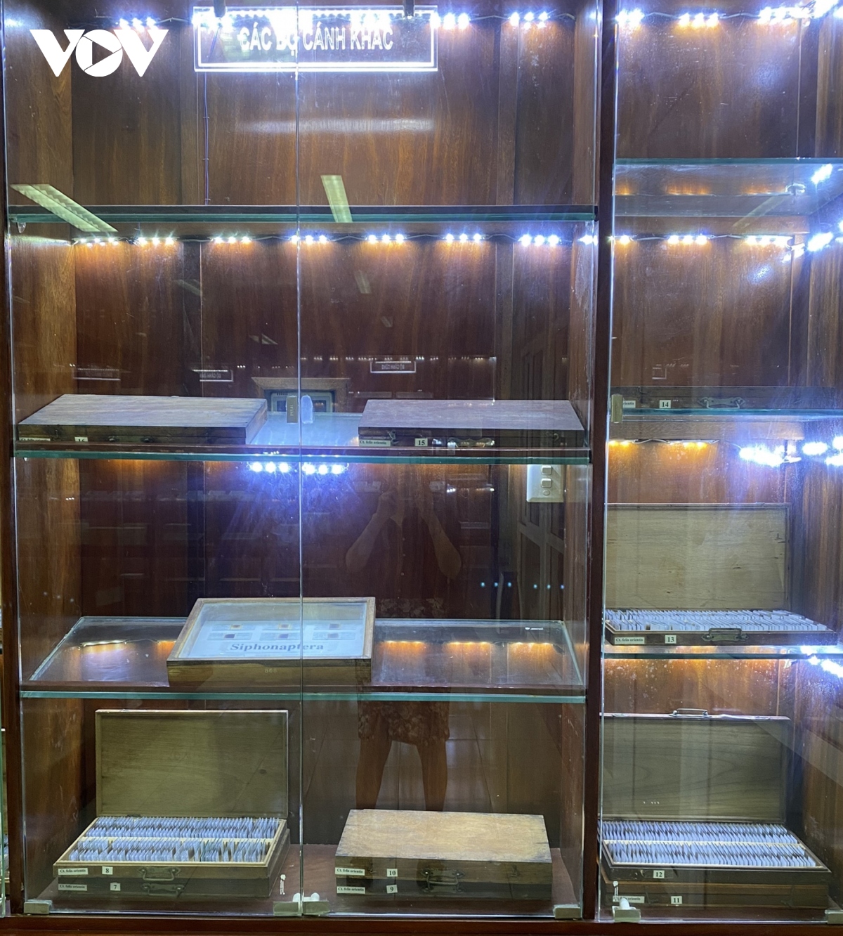 Bảo tàng côn trùng y học độc nhất ở Việt Nam - Ảnh 4.