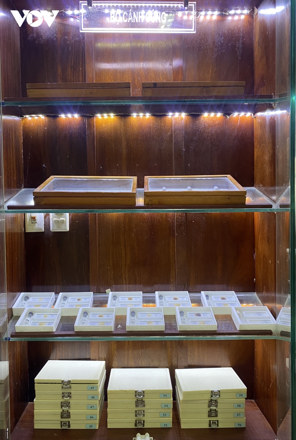 Bảo tàng côn trùng y học độc nhất ở Việt Nam - Ảnh 5.