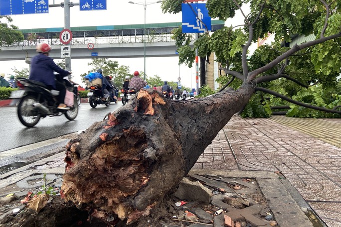 TP.HCM: Mưa lớn kèm gió mạnh, cây xanh bật gốc - Ảnh 1.