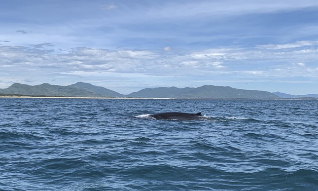Cá voi xuất hiện ở vùng biển Bình Định, bơi tung tăng săn mồi - Ảnh 2.