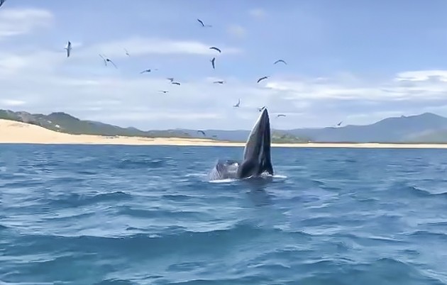 Cá voi xuất hiện ở vùng biển Bình Định, bơi tung tăng săn mồi - Ảnh 3.