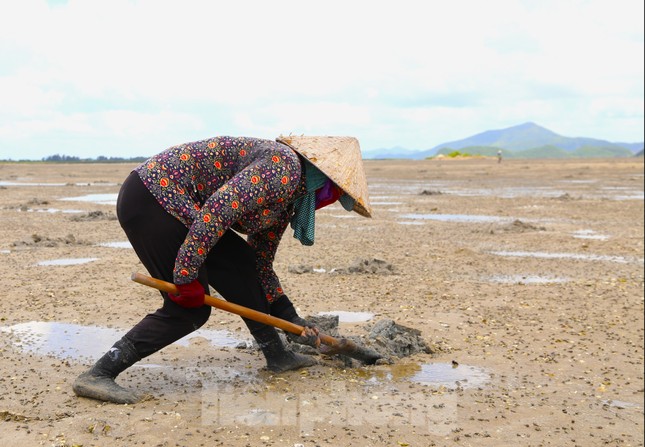 Người dân Quan Lạn đào &quot;vàng ròng&quot; trên cát - Ảnh 2.