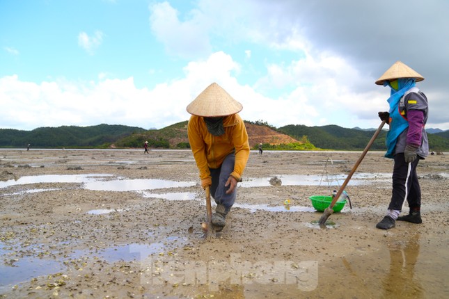 Người dân Quan Lạn đào &quot;vàng ròng&quot; trên cát - Ảnh 3.