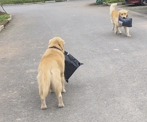Đưa chó Golden sang nhà hàng xóm chơi đúng giờ cơm trưa, chủ khóc dở mếu dở với hành động này của chó cưng - Ảnh 1.