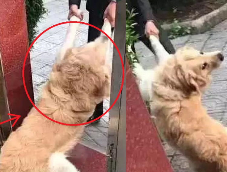 Đưa chó Golden sang nhà hàng xóm chơi đúng giờ cơm trưa, chủ khóc dở mếu dở với hành động này của chó cưng - Ảnh 2.
