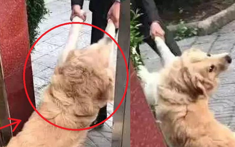 Đưa chó Golden sang nhà hàng xóm chơi đúng giờ cơm trưa, chủ khóc dở mếu dở với hành động này của chó cưng