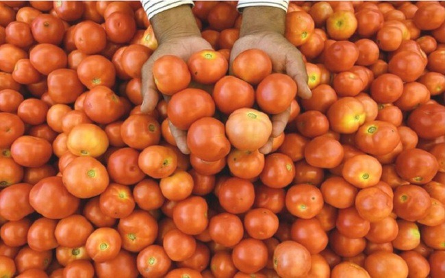 Cà chua tăng giá hơn 500%, nhiều người Ấn Độ ngừng sử dụng - Ảnh 1.