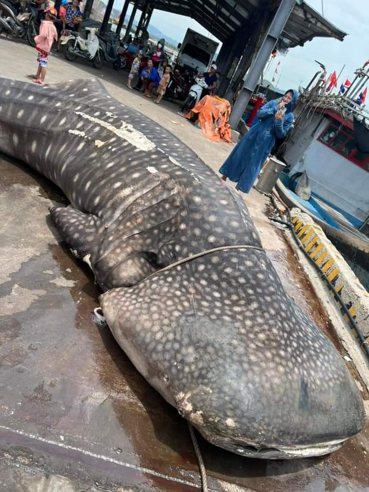 Phát hiện cá voi dài khoảng 8 m trôi dạt vào bờ biển - Ảnh 1.