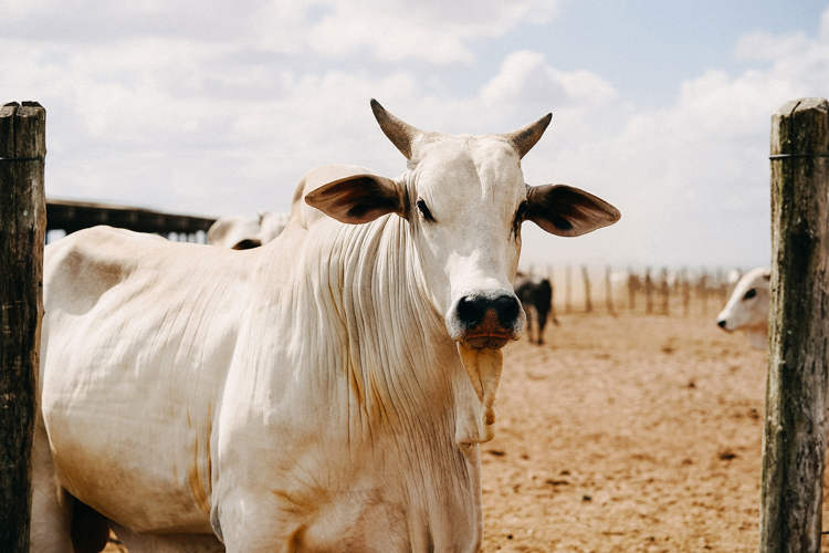 Con bò đắt nhất thế giới có giá 4,3 triệu USD - Ảnh 1.