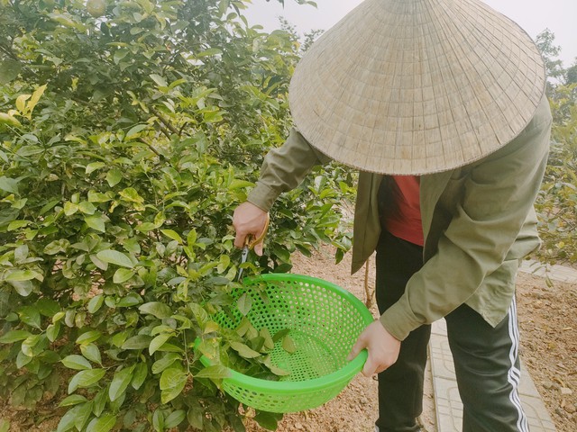 Loại lá quen thuộc giúp đời sống nông dân ở Nghệ An khởi sắc - Ảnh 3.