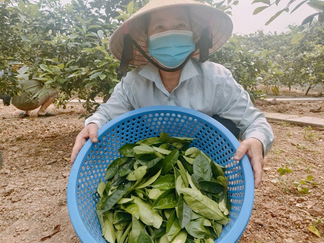 Loại lá quen thuộc giúp đời sống nông dân ở Nghệ An khởi sắc - Ảnh 6.