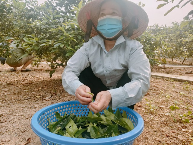 Loại lá quen thuộc giúp đời sống nông dân ở Nghệ An khởi sắc - Ảnh 5.
