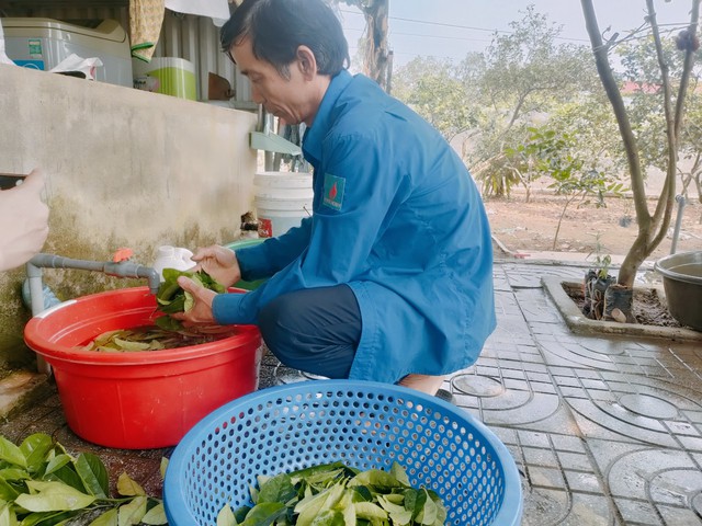 Loại lá quen thuộc giúp đời sống nông dân ở Nghệ An khởi sắc - Ảnh 7.