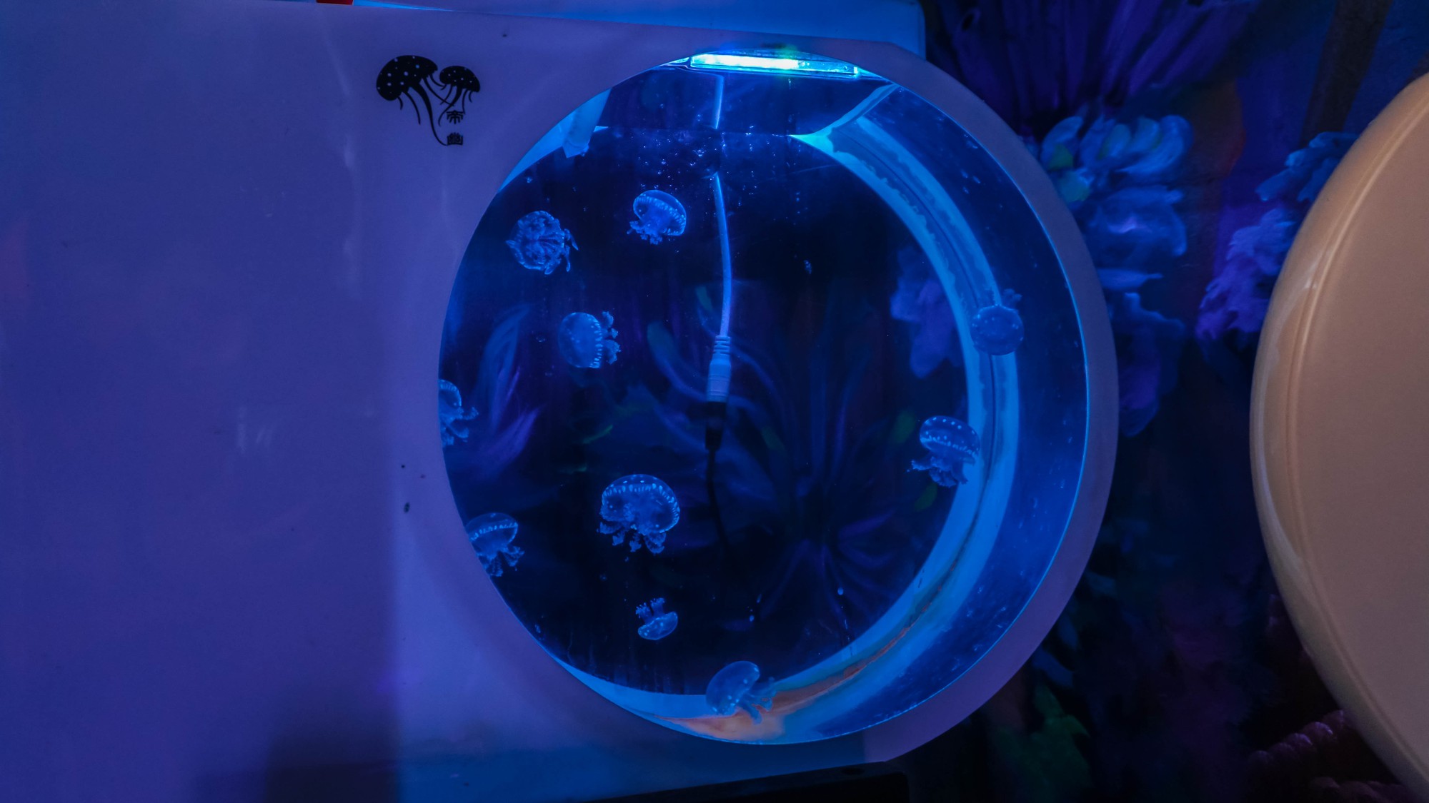Mô hình nuôi sứa cảnh sống ảo tại nhà của cô gái trẻ ở TP HCM - Ảnh 2.