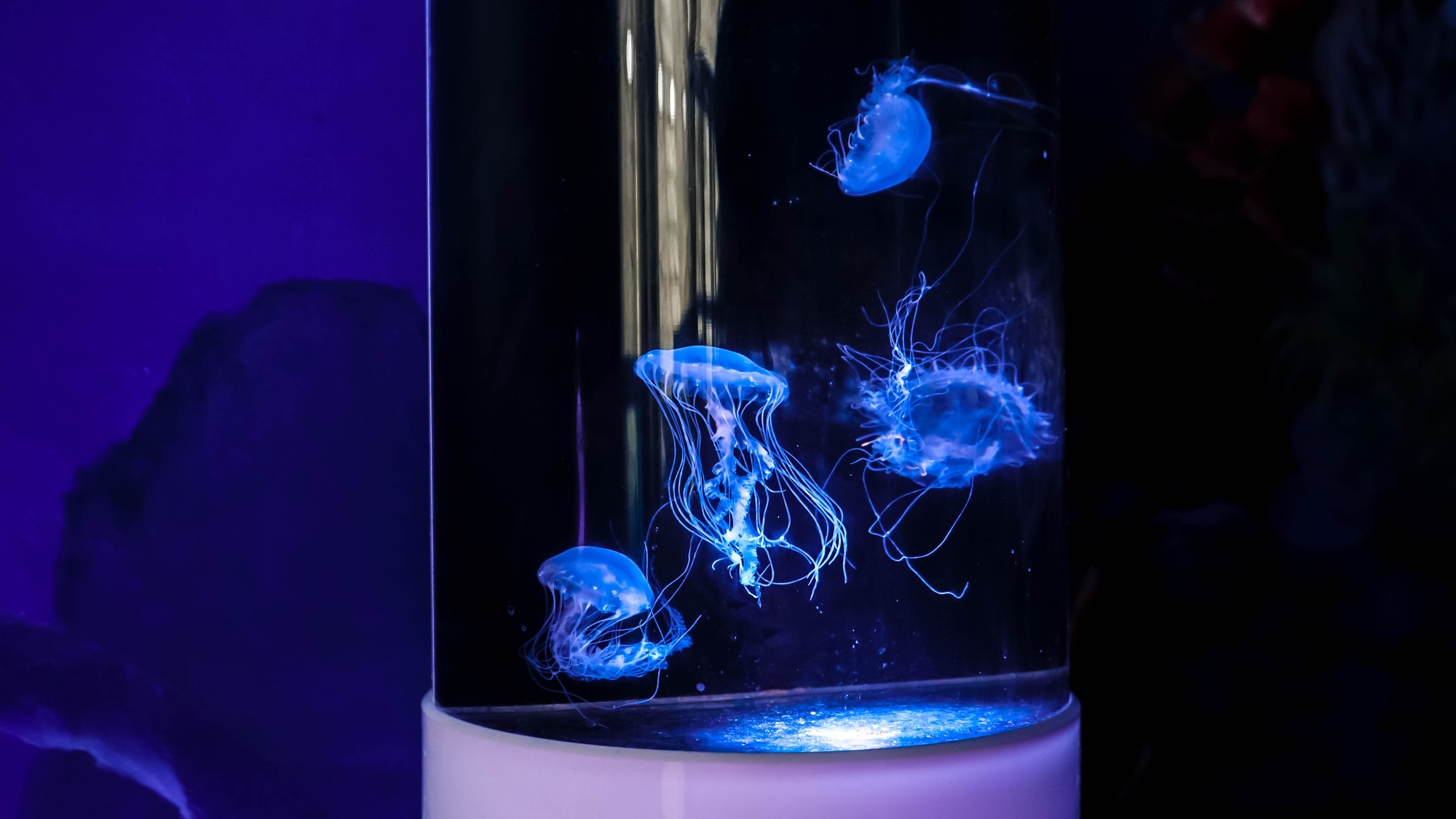 Mô hình nuôi sứa cảnh sống ảo tại nhà của cô gái trẻ ở TP HCM - Ảnh 3.